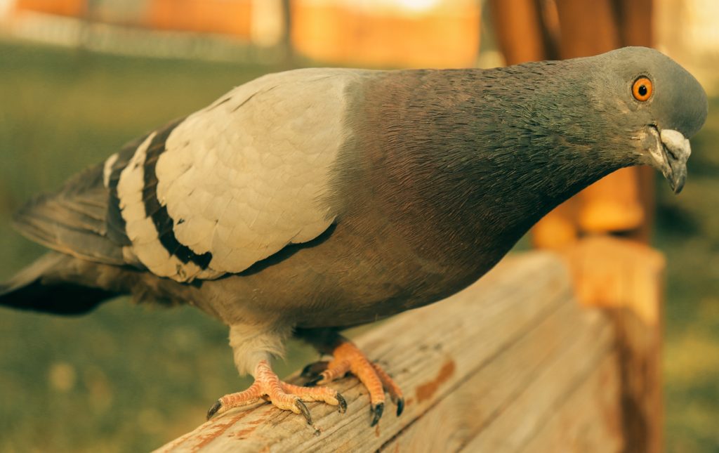 Pigeons were used as a very strange plague cure.